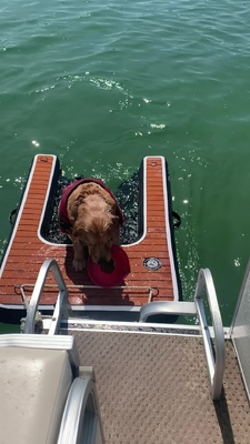 ポータブル 調整可能な 折りたたむ犬のランプ 充気式 犬のドックランプ 階段 ペット プール,湖,ボート,ドックの犬のランプ