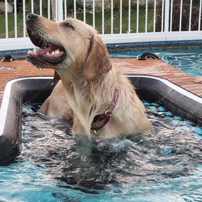 安全なペットレッダー 猫 ペット犬のランプ 巨大犬のためのPVC充気型ペット板 220ポンドまで 水中から登る